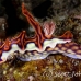 nudibranch_ph_hsb_r_h_0117_kom2034.jpg